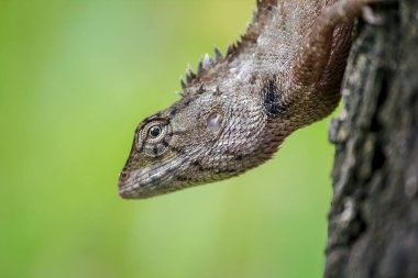 Bir kertenkele ağaca tırmanıyor.