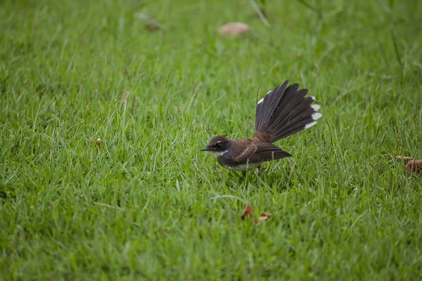 Copsychus Saularis Gräsmattan — Stockfoto