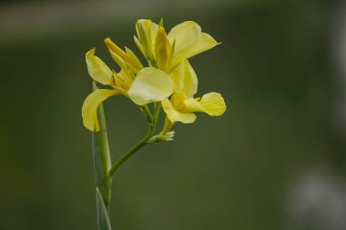 Güzel doğada sarı Cannaceae