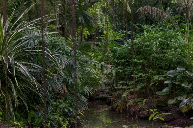 Yemyeşil yağmur ormanları içinde ağaçlar