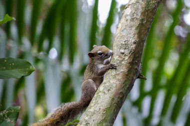 Sincap ağaca tırmanmak.
