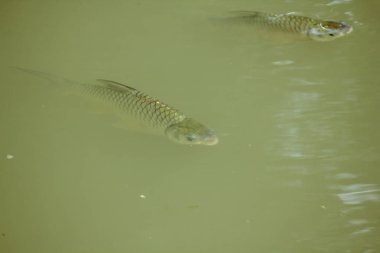 Barbonymus gonionotus su.
