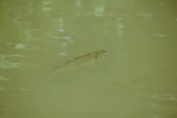 Barbonymus Gonionotus Vízben — Stock Fotó