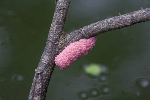 Golden Applesnail Branch — Stock Photo, Image