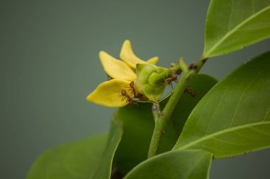 Ylang-ylang tarihinde karıncalar