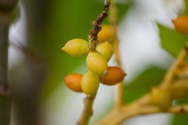 Areca palmiye küçük bir palmiye ormanlarının doğal üyesidir.
