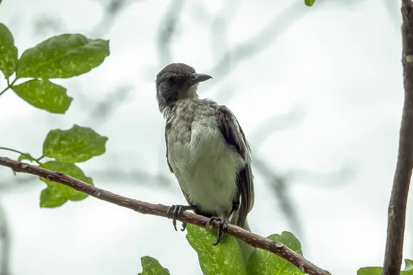 Copsychus Saularis Ветвях Природе — стоковое фото