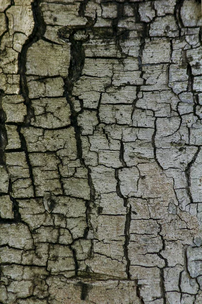 Casca Árvore Marrom Natureza — Fotografia de Stock