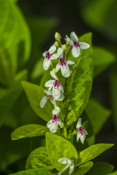 Kleine Weiße Blüten Sind Beliebt — Stockfoto