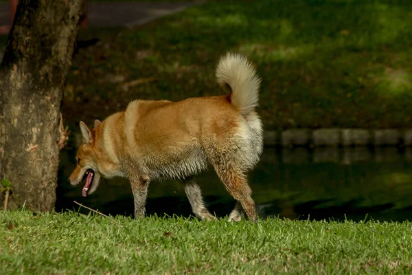 Hund Geht Auf Dem Rasen Spazieren — Stockfoto