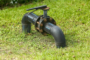 Kelebek Vana'nın bahçesinde.