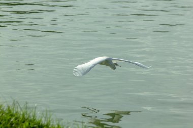 su üzerinde uçan ak balıkçıl