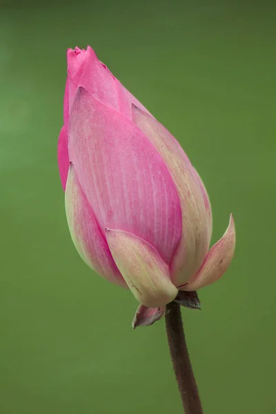 Nelumbo Nucifera Розовый Природе — стоковое фото