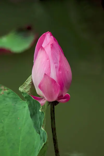 Nelumbo Nucifera Rosa Natureza — Fotografia de Stock