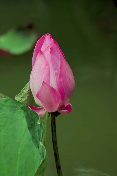 Nelumbo Nucifera Rózsaszín Természetben — Stock Fotó