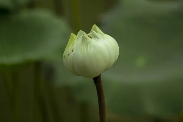 Indisk Lotus Naturen — Stockfoto