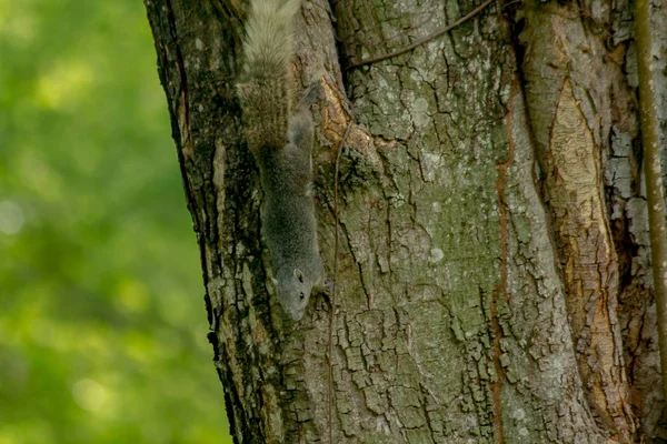 Esquilos Estão Subindo Árvores — Fotografia de Stock