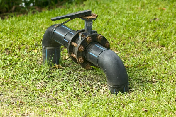 Kelebek Vana'nın bahçesinde.