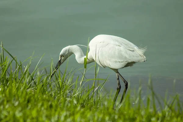White Egret Standing Lawn — Stock Photo, Image