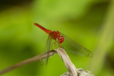 kırmızı yusufçuk bir dalda