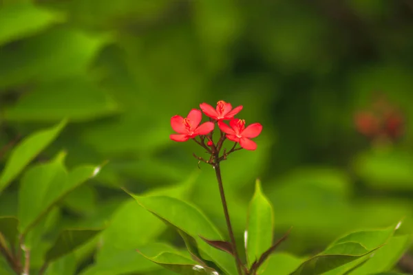 Jatropha Integerrima Красивый Красный Цвет Природе — стоковое фото