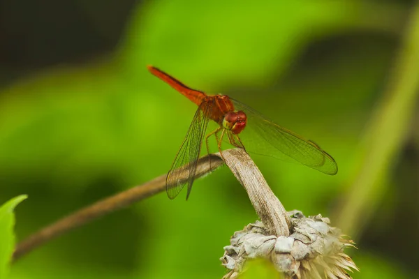 Libellula Rossa Ramo — Foto Stock