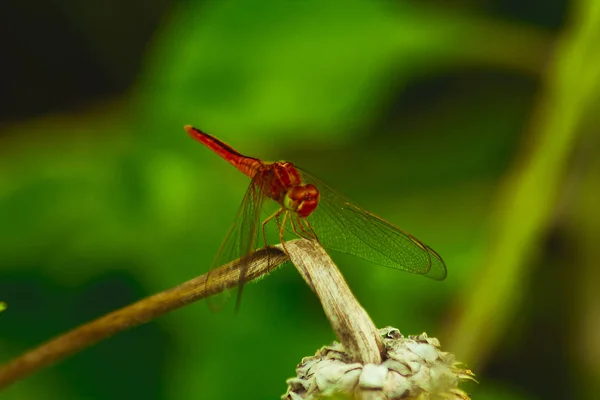 Libélula Vermelha Ramo — Fotografia de Stock