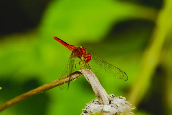 Libélula Roja Una Rama —  Fotos de Stock