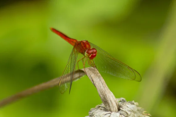 Libellule Rouge Sur Une Branche — Photo