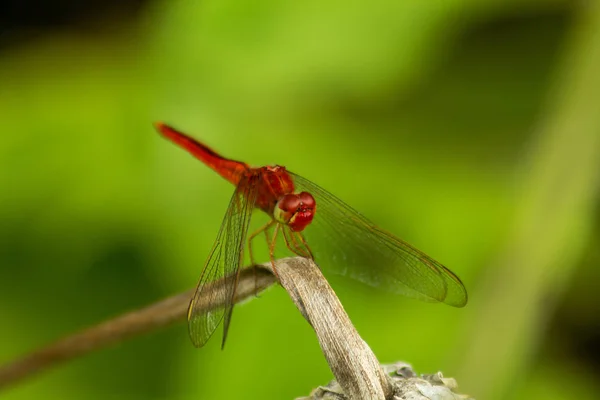 Rote Libelle Auf Einem Ast — Stockfoto