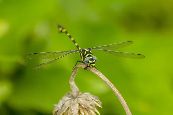 Gelbe Libelle Auf Einem Ast — Stockfoto