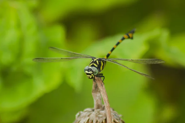 Gele Dragonfly Een Tak — Stockfoto