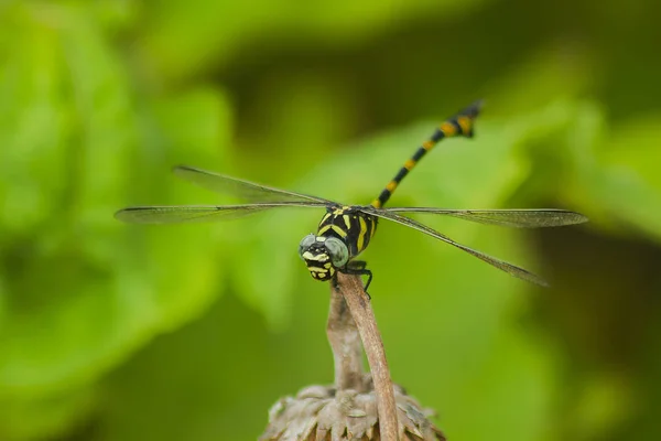 Gelbe Libelle Auf Einem Ast — Stockfoto