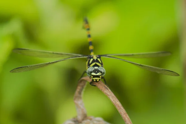 Yellow Dragonfly Branch — Stock Photo, Image