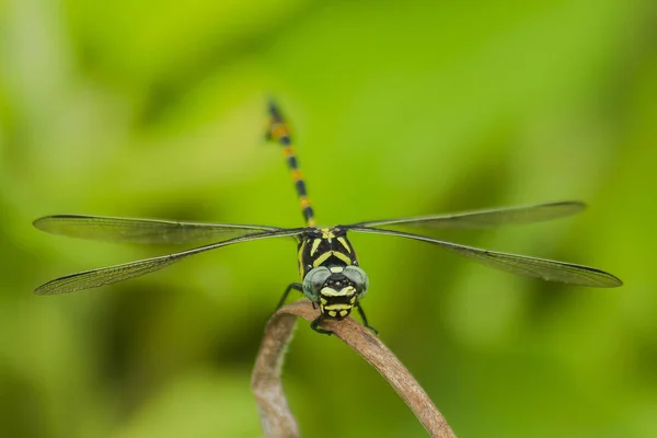 Yellow Dragonfly Branch — Stock Photo, Image