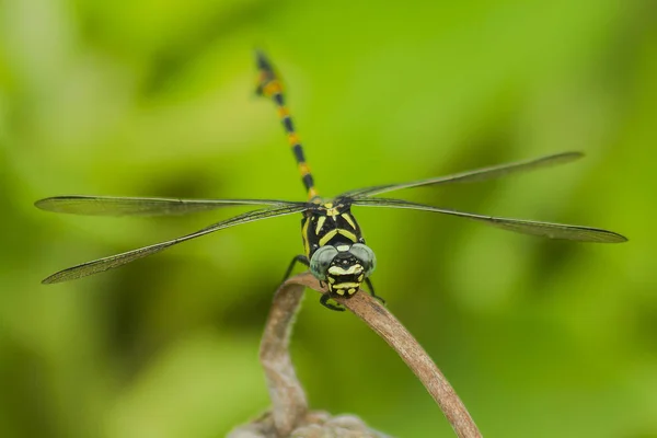 Gelbe Libelle Auf Einem Ast — Stockfoto