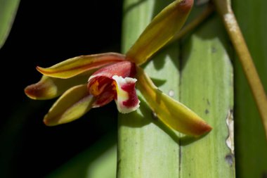 Doğada Cymbidium orkide