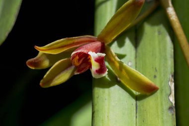 Doğada Cymbidium orkide