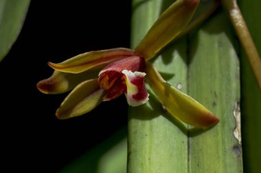 Doğada Cymbidium orkide