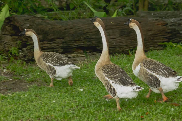 Goose Walking Lawn — Stock Photo, Image