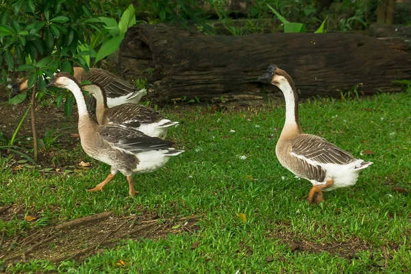 Goose Walking Lawn — Stock Photo, Image