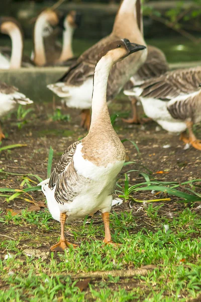 Goose Walking Lawn — Stock Photo, Image
