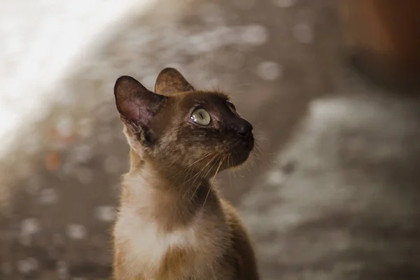 Gato Marrón Sentado Suelo — Foto de Stock