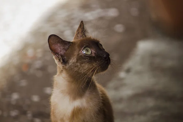 Gatto Bruno Seduto Sul Pavimento — Foto Stock