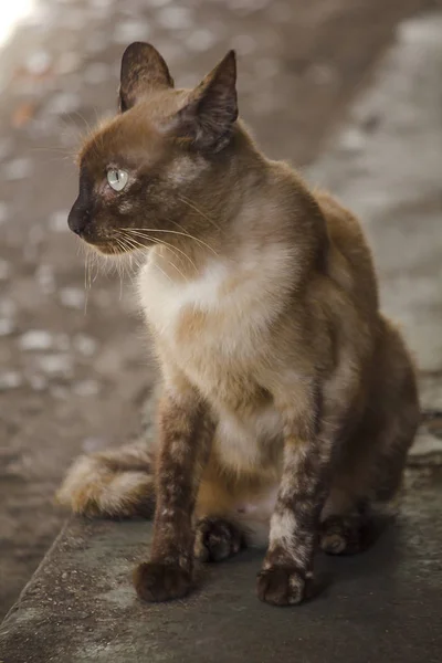 Gatto Bruno Seduto Sul Pavimento — Foto Stock