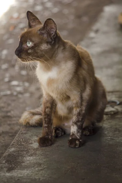 Gato Marrón Sentado Suelo — Foto de Stock