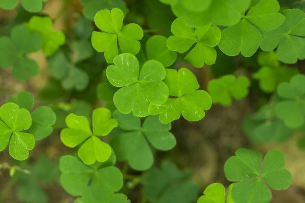 Marsilea Crenata Naturen — Stockfoto