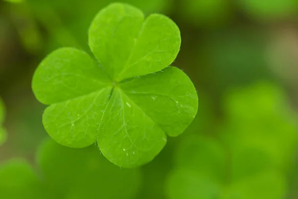 Marsilea Crenata Naturaleza —  Fotos de Stock