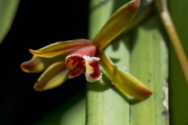 Orchidee Cymbidium Der Natur — Stockfoto