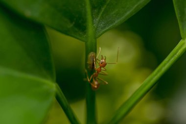 Karıncalar bir ağaç doğa üzerinde.
